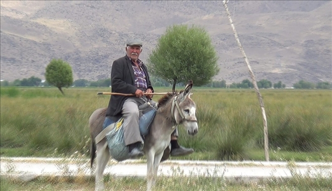 Sultan Sazlığı bölgesinde 78 yaşında olmasına rağmen çobanlık yapıyor 