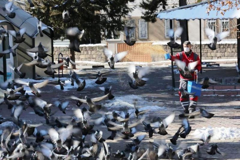 Kocasinan’dan kış mevsimi boyunca sokak ve yaban hayvanları için 13 ton yem
