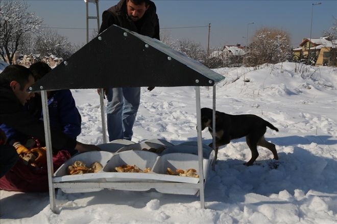 SOKAK HAYVANLARI UNUTULMADI