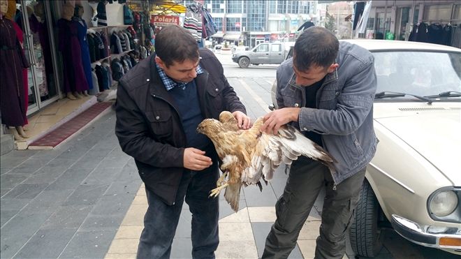 Kanadı Kırık Şahin Tedavi Altına Alındı