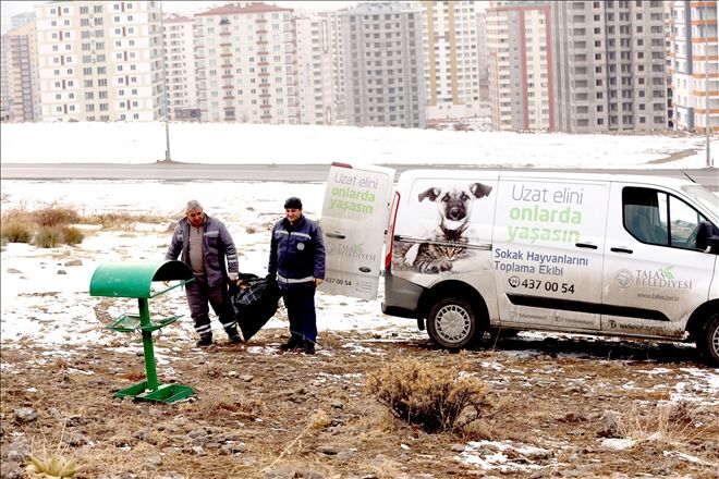 Talas Belediyesi yaban ve sokak hayvanlarını unutmadı