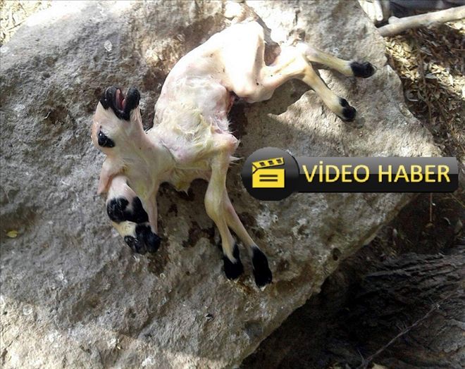 Çift başlı doğan kuzu görenleri şaşırttı 