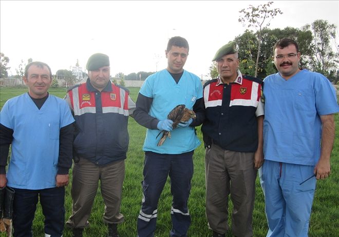 Yaralı kızıl şahin kuşunu Jandarma ekipleri kurtardı