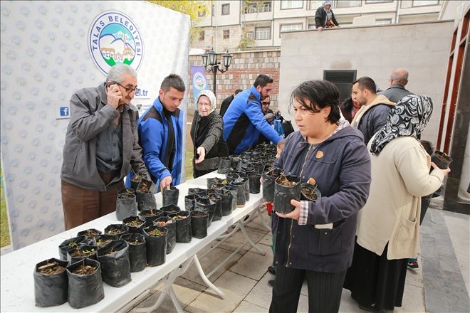 Talas Belediyesi karadut fidesi dağıttı 