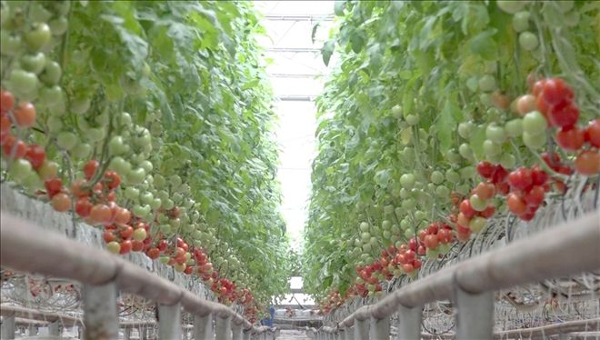 Kayseri Şeker´in kışlık domateslerinin hasadına başlandı 