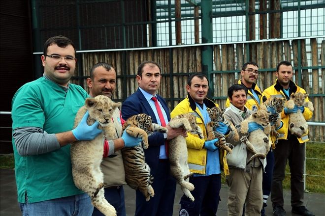 4 aslan ve 3 kaplan yavrusu dünyaya geldi 