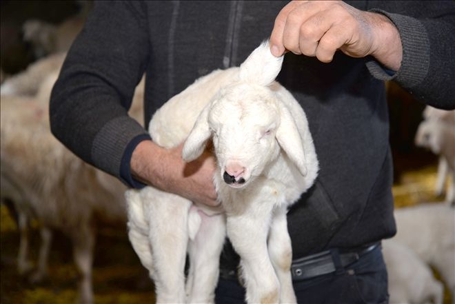 3 kulaklı kuzu görenleri şaşırtıyor