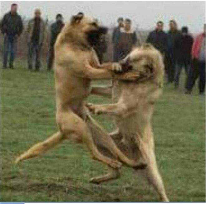 KÖPEK DÖVÜŞTÜRENLERE CEZA YAĞDI