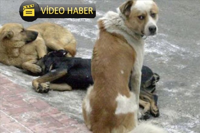 Köpeklerin saldırısına uğrayan kadın hastanelik oldu