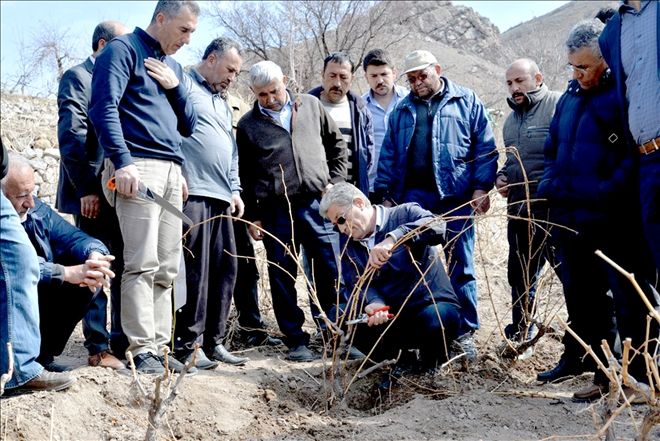 Bağlarda Budama ve Terbiye Sistemleri Eğitimi