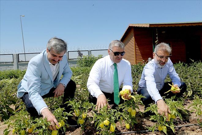 Doğal ürünler bahçesi ve pazarı açıldı