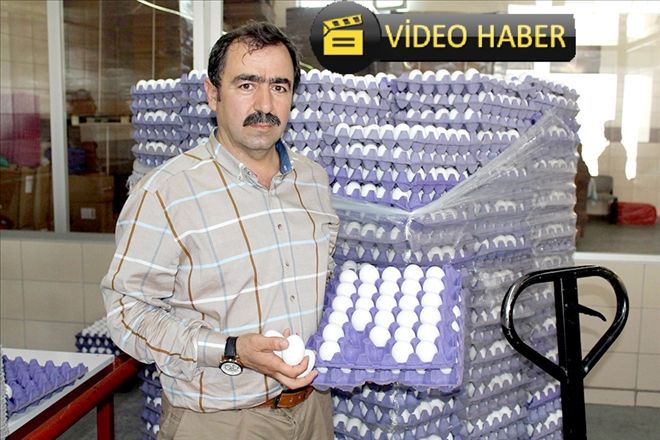 ?Türk yumurtasında zehir yok?