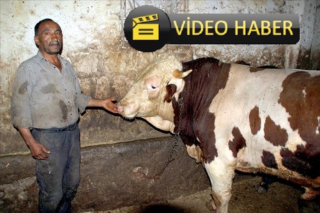 Araba fiyatına kurbanlık 