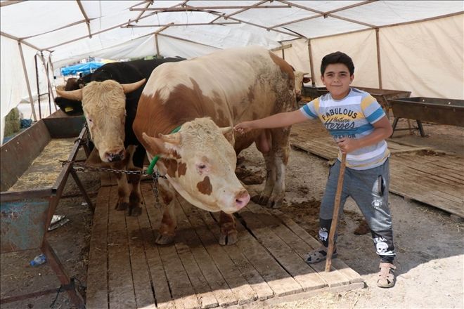 Kurban satıcıları hafta sonunu bekliyor