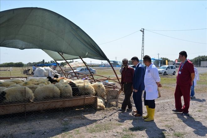 Tarım İl Müdürlüğü´nden Kurban Alacak Olanlara Büyük Hizmet