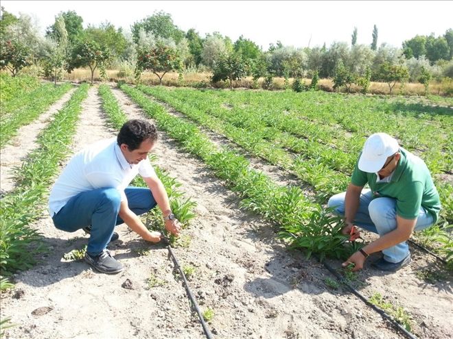 Talas´ta adaçayı hasadı yapıldı