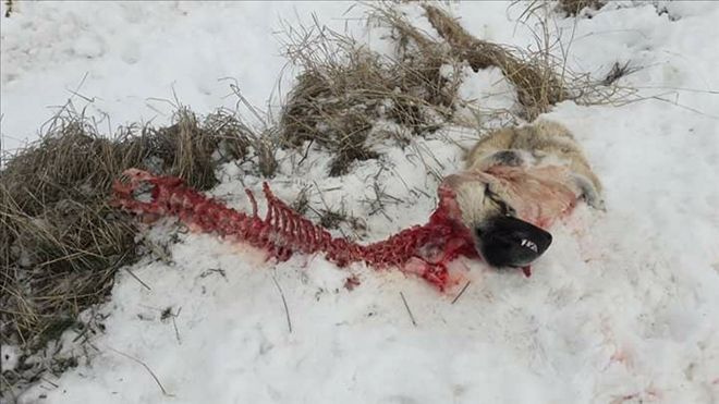 Aç kalan kurtlar, köpeği yedi 