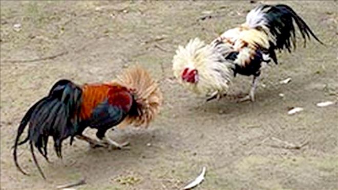 Polisten, ?horoz dövüşü´ baskını 