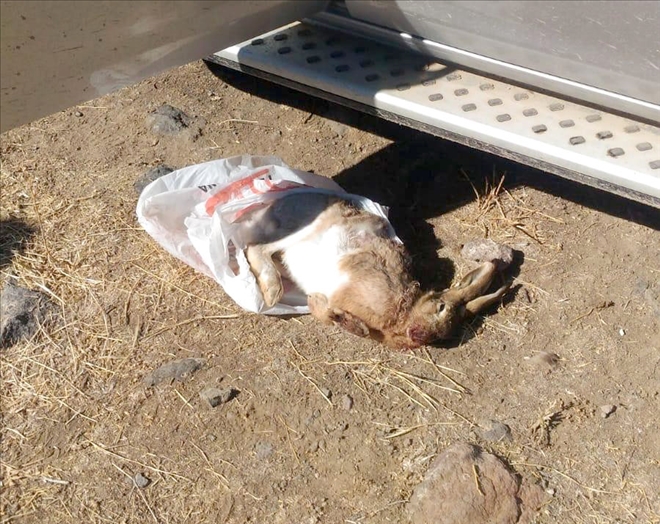 Jandarma Kaçak Av Yapanlara Göz Açtırmıyor 