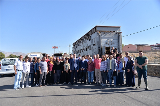 104 genç çiftçiye 520 tane büyükbaş hayvan dağıtımına başlandı 