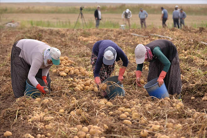 Kayseri´de patates hasadı devam ediyor 