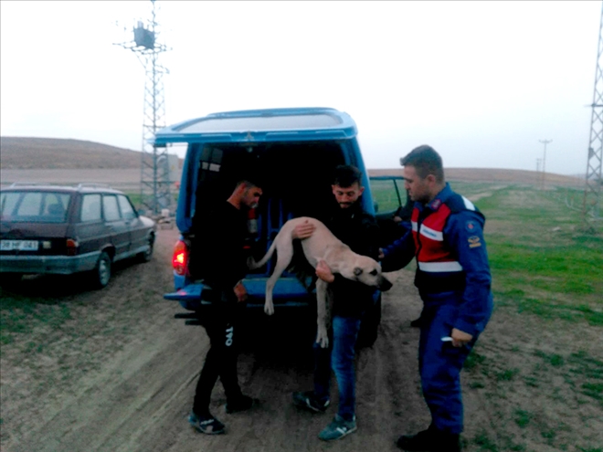 Trafoyu hırsızlara karşı koruyan köpeği çaldılar 