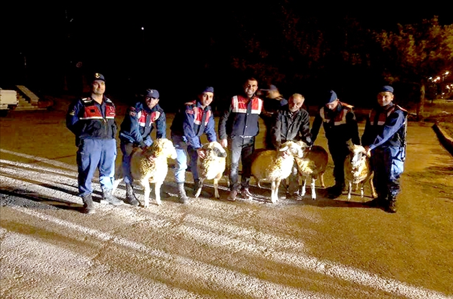 Hayvan hırsızları dadandı