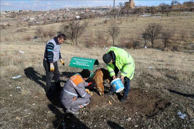 Talas´ta yaban hayvanları unutulmadı 