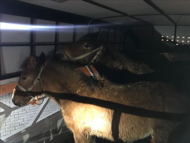 At kesimi şüphesiyle durdurulan kamyonda, 6 ata el konuldu. 
