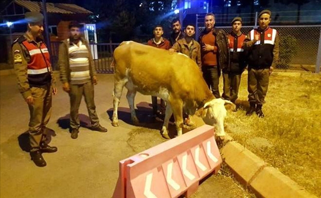 Hayvan hırsızları yakalandı 