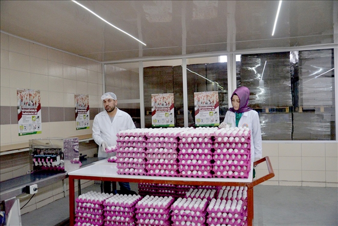 Türkiye´den ihraç edilen her 3 yumurtadan biri Kayseri´den 
