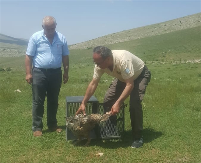 Tedavileri tamamlanan kuşlar doğaya bırakıldı 