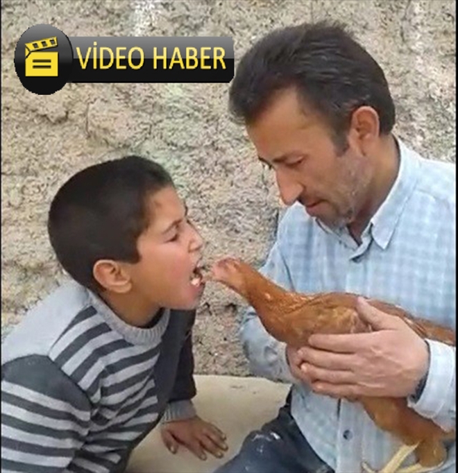 Ağzındaki yem ile tavuğu besliyor