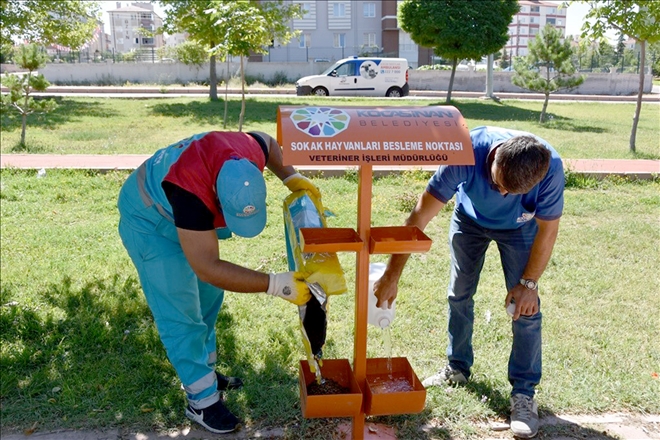 Kocasinan Belediyesi sokak hayvanlarını sahipsiz bırakmadı 