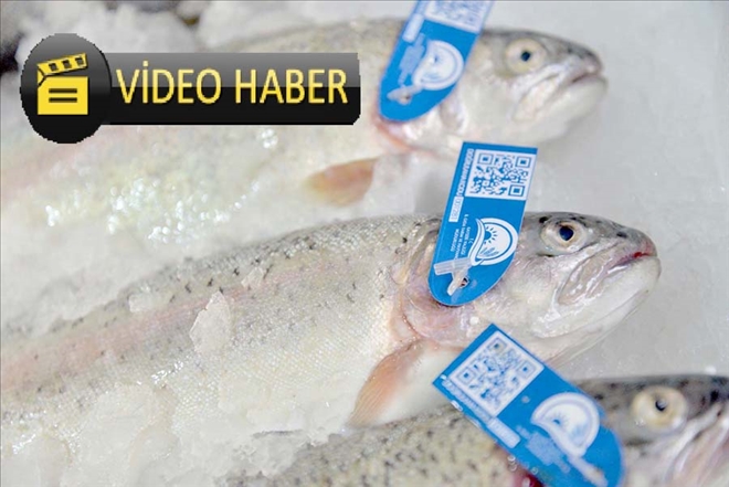 Balıklar mavi karekod ile takip edilecek 