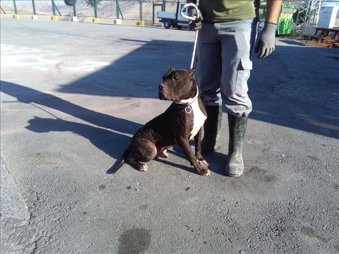 Tehlikeli köpek ırkı besleyenlere 12 bin 600 TL ceza kesildi 