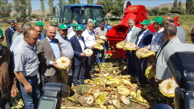 AYÇEKİRDEĞİ HASAD ETKİNLİĞİ