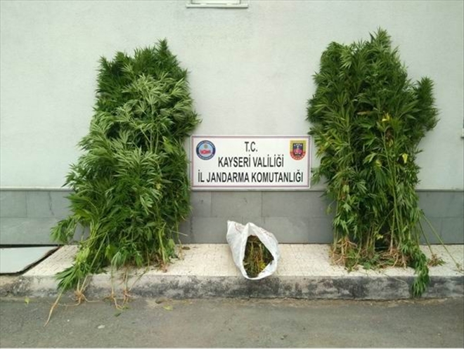 Bünyan´da esrar operasyonu 