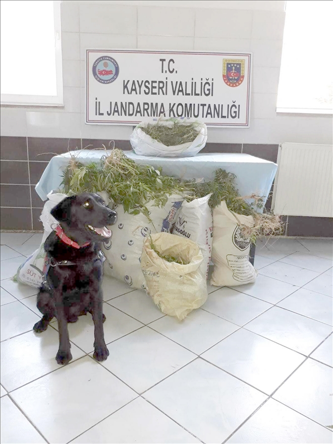 Jandarma´dan Felahiye´de esrar operasyonu 