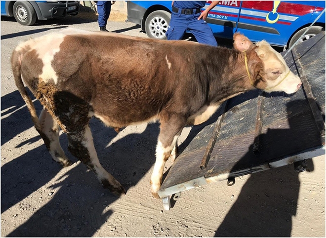 Kayseri´de büyükbaş hayvan hırsızlığı 