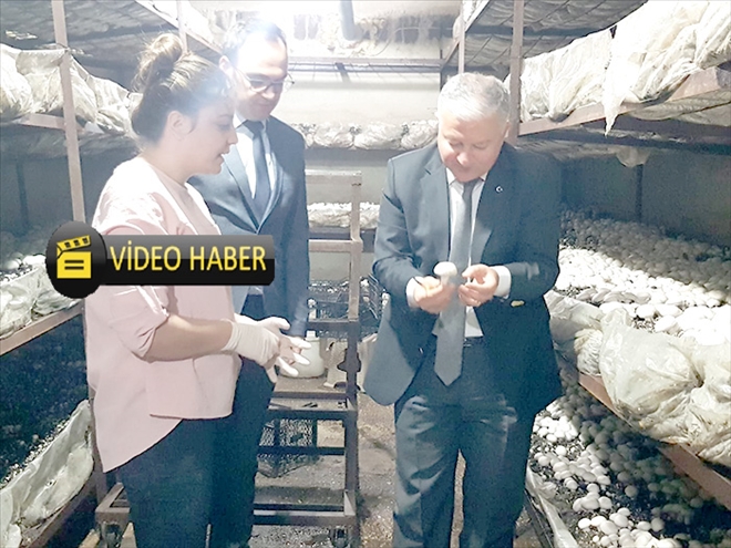 Mantarlarını aşkla üretiyorlar 