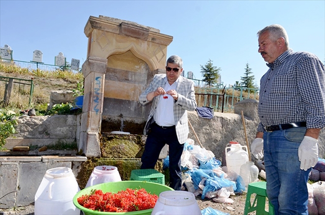 BÜNYAN´DA GİLABURU HASATI BAŞLADI