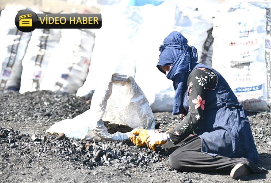 Meşe ağacının mangal kömürü olma yolculuğu 