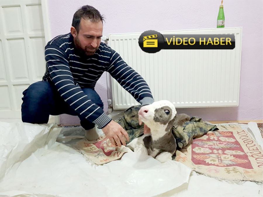 Erken doğan buzağıyı evinde besliyor 