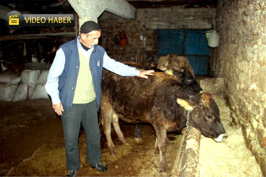 Trafik cezası gelen ineğinin ehliyetini alacak 