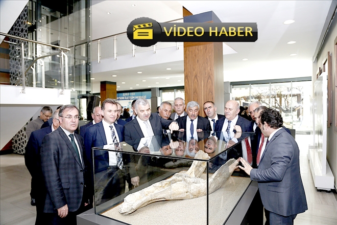 7,4 milyon yıllık fosiller sergide ziyarete açıldı 
