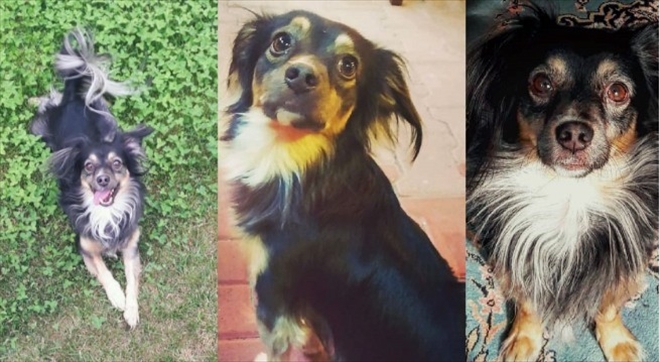 Halk otobüsü ile gezintiye çıkan yaramaz köpek Duman bulundu 