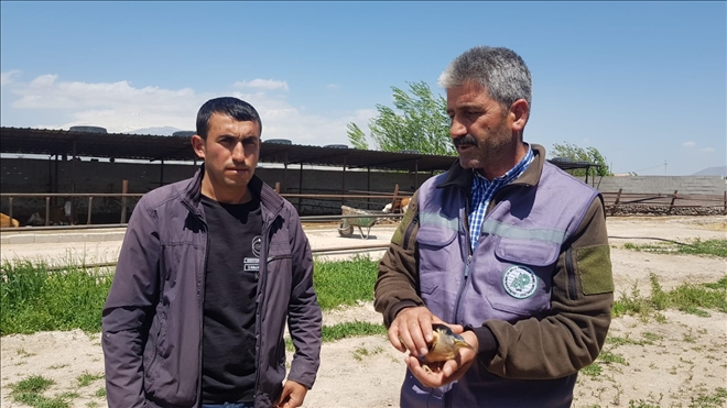 Kayserili çiftçi, nesli tükenmekte olan Balaban kuşu buldu 
