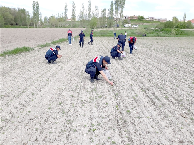 Jandarma 14 bin 928 kök kenevir ele geçirdi 