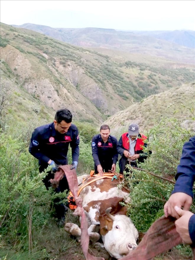 Uçuruma yuvarlanan inek itfaiye tarafından kurtarıldı 